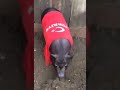 https://www.youtube.com/watch?v=PiRraG2ddPc