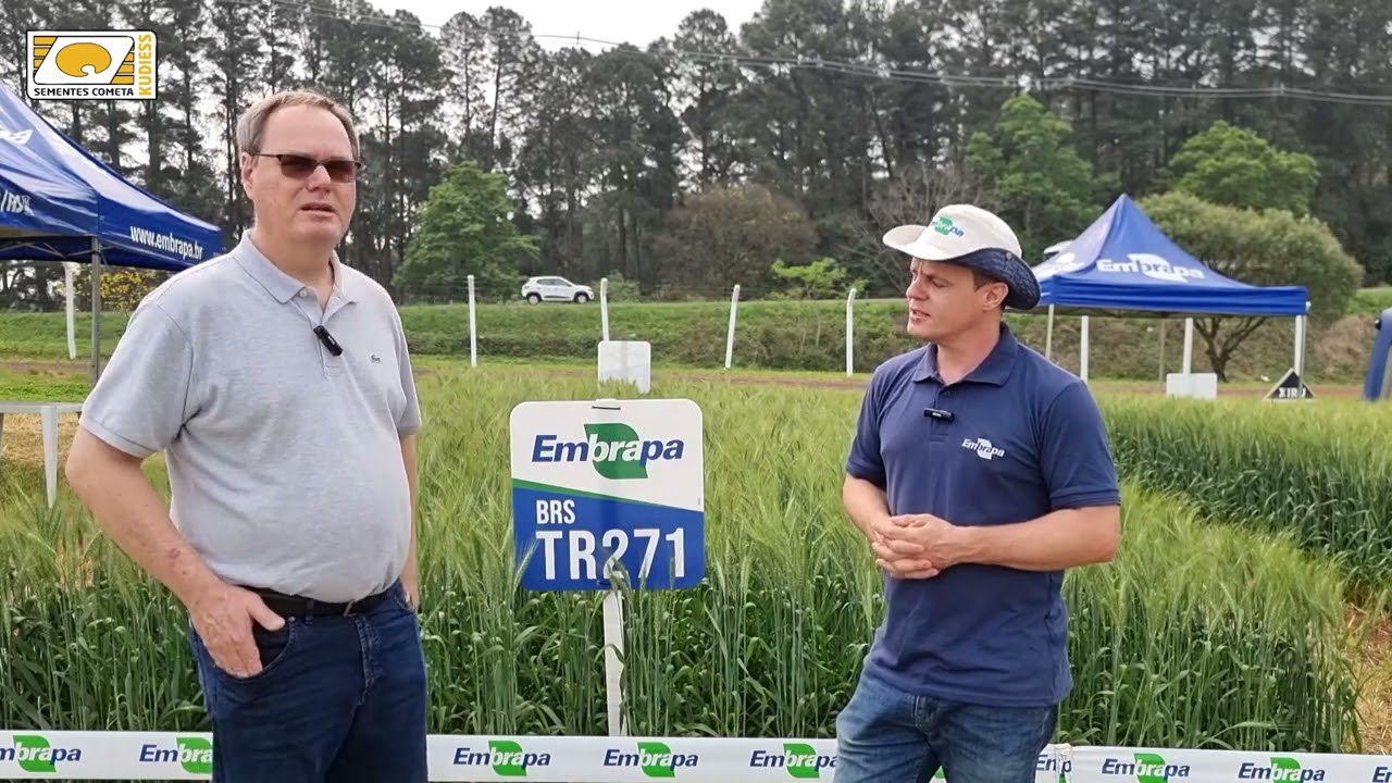 Tudo sobre o Trigo BRS TR271