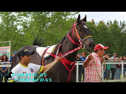 El Invasor - Sebastián Almendras "El Cuarto De Milla" Corridos De Caballos