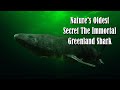 Nature S Oldest Secret The Immortal Greenland Shark