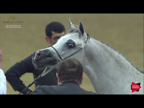 N 102 RB GHAZI   2019 Qatar Nat  Peninsula show   Colts 2 Years Old Class 5