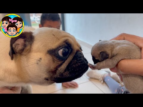 CHUTI CONOCE A SU BEBE PUG | Guzmancitos