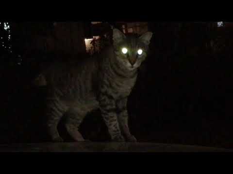 Why Do Cats’ Eyes Glow At Night