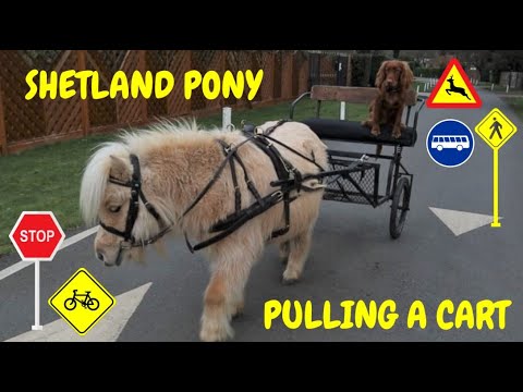 YouTube video about: How to train a mini horse to pull a cart?