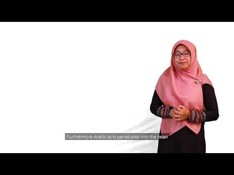 CACAO BEAN FERMENTATION