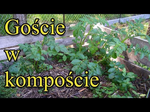 Ogrodowe pierdamony 6 - goście w kompoście