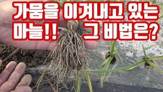 올해 마늘 종자도 이상하고 가뭄도 심하고 그걸 이겨내는 최소의 방법은??? 마늘의 선택에 토질도 있지만 물도…