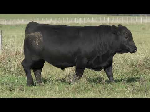 Lot 11 DANDALEITH EASTERN STAR 063
