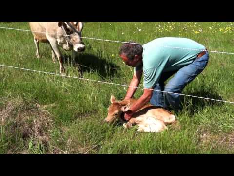 Finding the Lost Calf