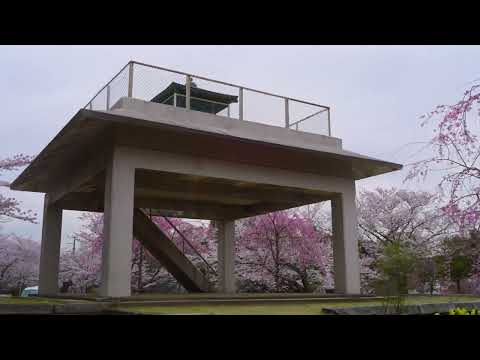 衣笠山公園【桜】 - ｍ50002