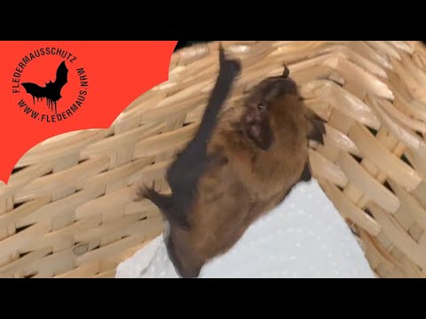 Fledermaus NRW - Auswilderung von Sølyst