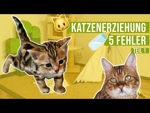 5 Fehler in der Katzenerziehung 😺🍼 Katzenbaby richtig erziehen // Amely Rose & CatWalk
