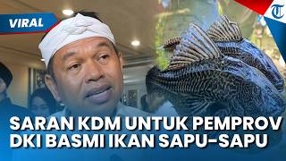 Dedi Mulyadi Beri Saran ke Pemprov DKI Jakarta untuk Membasmi Ikan Sapu-sapu di Sungai Ibu Kota