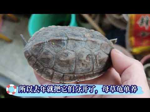 烏龜心情