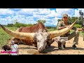 Tanduk Sapi Terpanjang Dan Terbesar Di Dunia Yang Tidak Ada Di Indonesia