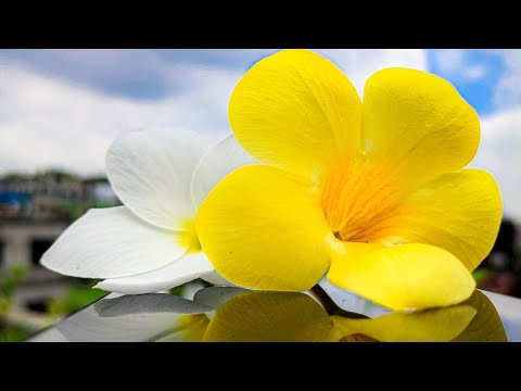 ফুলের সমারোহ। Flowers View, ফুলের সৌন্দর্য। Song: Fagun Hawa by Ornob