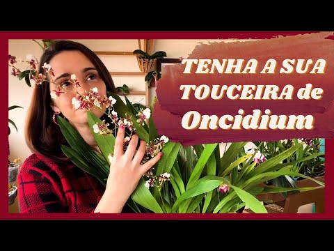 , title : 'Como Cuidar de Oncidium. Orquídea Chocolate | Orquídea Chuva de Ouro | Oncidium Catatante'
