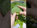 Lotus Lotus Seeds Lotus Plant Plant Lotus How To Grow Lotus Lotus Lotusseeds Lotusplant