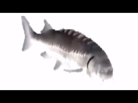 Fiebre Riddim X esta piba (Mashup) - Bad Gyal, roomtrash6, Kind Doudou, Aft3rlife