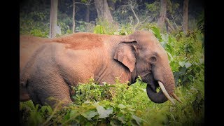 preview picture of video 'Wild Tusker Elephant Family at Khuntimari Forest || Moraghat Range || দাঁতাল হাতির পরিবার নিয়ে ভ্রমণ'