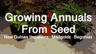 Starting Annuals from Seed: New Guinea Impatiens, Marigolds and Begonias