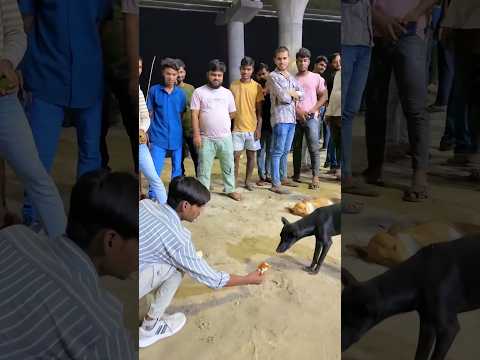 Hi ✌️ friend 24h viral video dog is best friend sorry dog 🐶 i love dog indian cute dog viral video