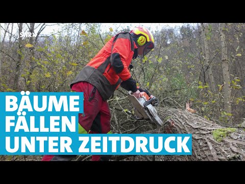 Wettlauf gegen die Zeit: Hunderte Bäume müssen in fünf Stunden gefällt werden