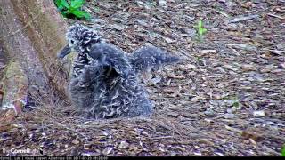 Kalama is One Active Chick in the Nest – Feb. 23, 2017