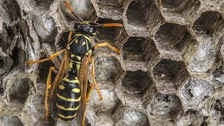 Massive Wasp Nest Removal from inside the House – Protech Pest Control