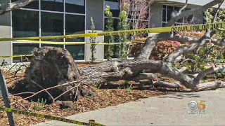 Young Man Killed Friday by Falling Tree in Burlingame