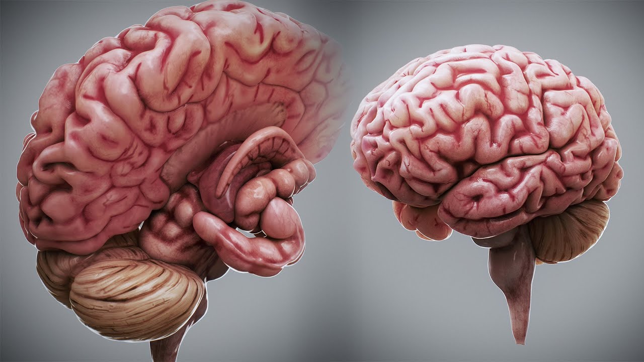 Анатомія людського мозку 3D Модель