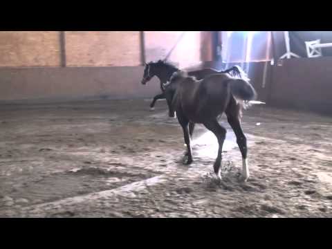 Cormint filly (Cormint xCaretinoxLord)