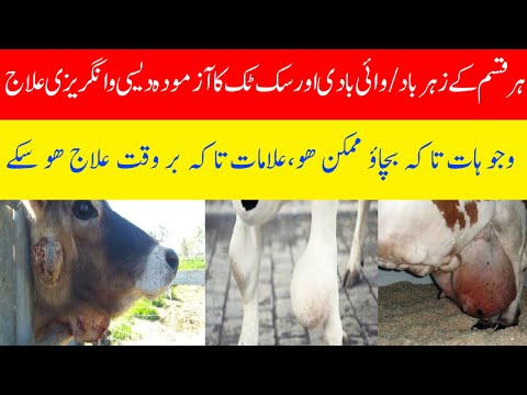 Zehar bad ka elaj || wai badi || Suk Tak ki wajuhaat , bachao or eska elaj || Dairy Farming