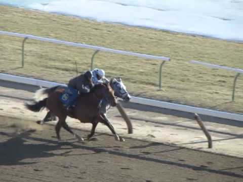 Vyjack workout in company with Head Heart Hoof March 22, 2013