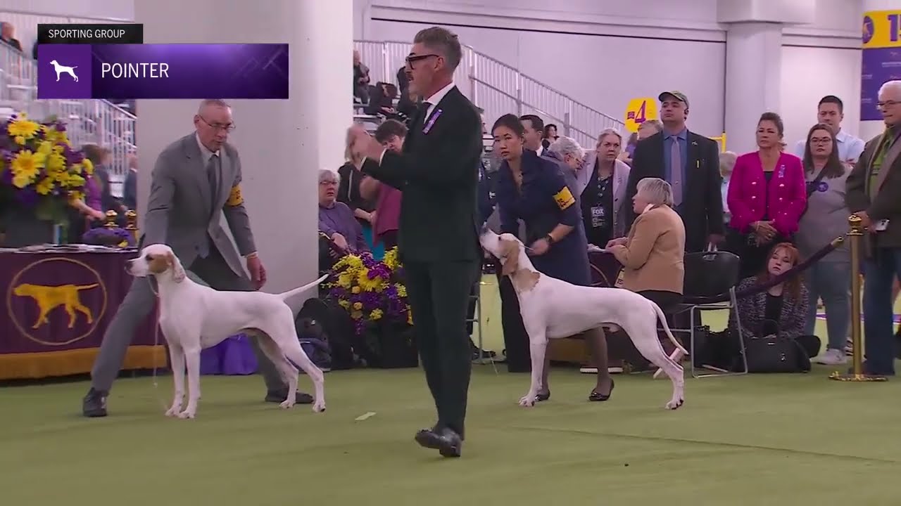 Pointers | Breed Judging 2026