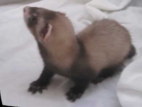 FURES ESPADÀ, 2012 castella