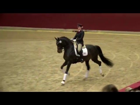 Quadroneur Hengstpräsentation 2016