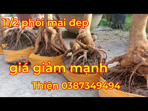 ĐÃ BÁN HẾT. phôi mai vàng giá rẻ 11/2| Lê Thiện mai vàng