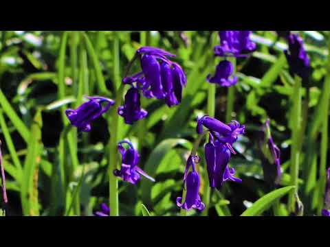 Durch den blauen Wald