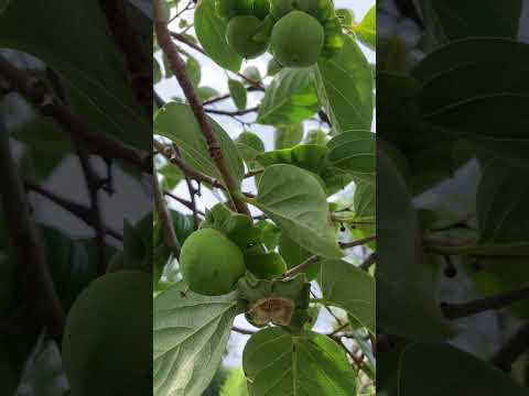 これが、すぐに果樹にホイルを被せるべき理由です。  庭園