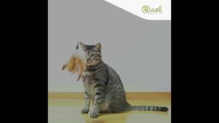 Comment choisir le bon agace chat pour divertir son chat ?
