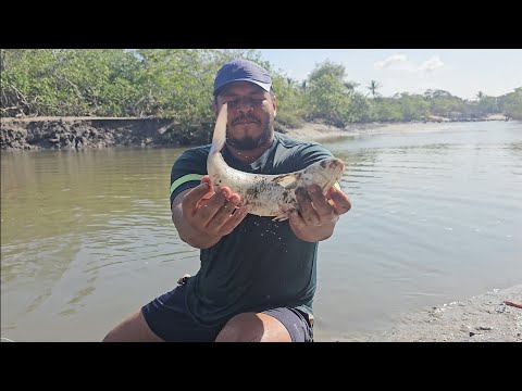 PESCARIA DE TAINHAS GIGANTES NO IGARAPÉ. 