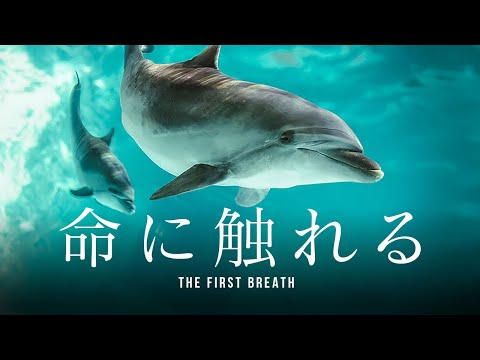 「命に触れる」バンドウイルカ、メリーの出産 - 短編ドキュメンタリー 【おたる水族館】
