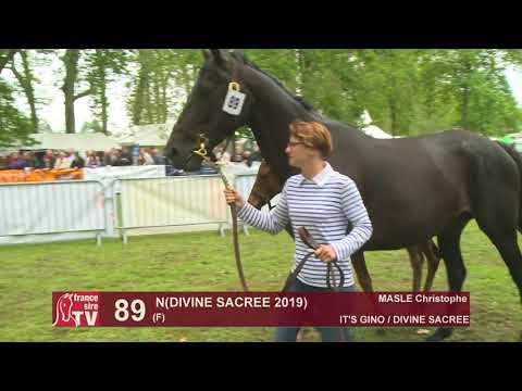 Sprinter Sacré Show 2019 : Lot 89 - N 19 DIVINE SACREE
