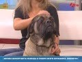 Английский мастиф 