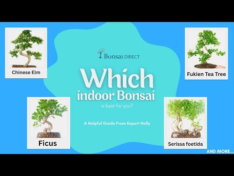 Which Indoor Bonsai Tree is Best For You?