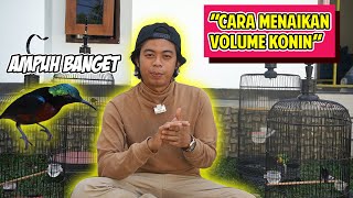 Download lagu TIPS FOR INCREASING THE VOLUME OF THE NINJA HUMMINGBIRD mp3
