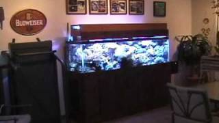 preview picture of video 'Luisgo's reef aquarium - 4/23/2010'