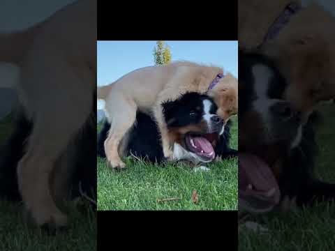 Bunsen and Beaker teach you science Episode 2: Covalent Bonding