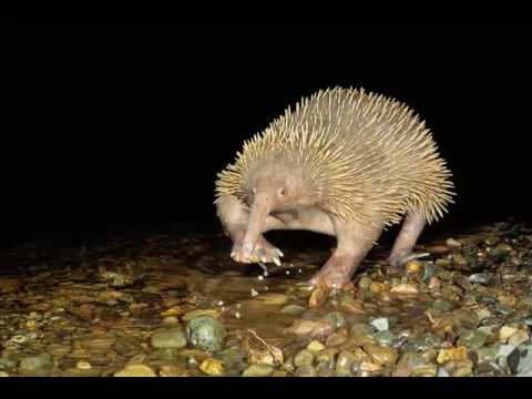 Inyoka - Echidna